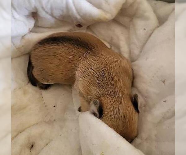 Medium Photo #4 Chihuahua Puppy For Sale in Parlier, CA, USA