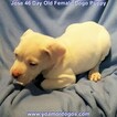 Small Photo #270 Dogo Argentino Puppy For Sale in JANE, MO, USA