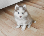 Small #5 Pomsky