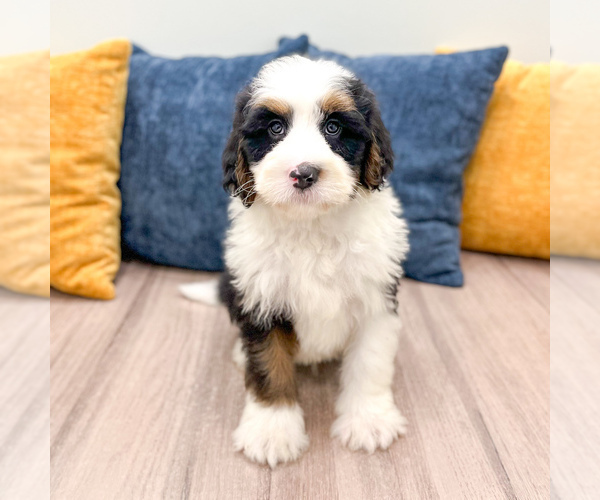 Medium Photo #5 Bernedoodle (Miniature) Puppy For Sale in DUNDEE, OH, USA