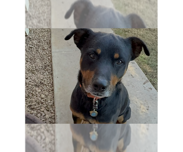 Medium Photo #2 Rottweiler Puppy For Sale in Gilbert, AZ, USA