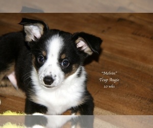 Aussie-Corgi Puppy for sale in LIND, WA, USA