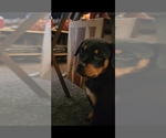 Puppy Red Rottweiler