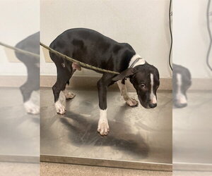Mutt Dogs for adoption in Bakersfield, CA, USA
