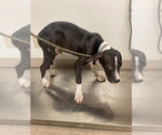 *DODGER - Male Mutt Dog for Adoption - Small photo