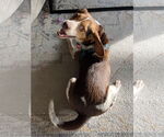 Small #1 Beagle