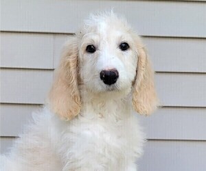 Goldendoodle Puppy for Sale in TAYLORVILLE, Illinois USA