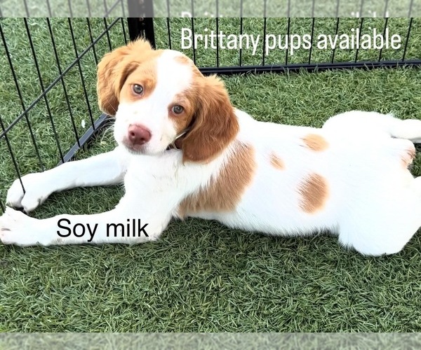 Medium Photo #8 Brittany Puppy For Sale in MORENO VALLEY, CA, USA