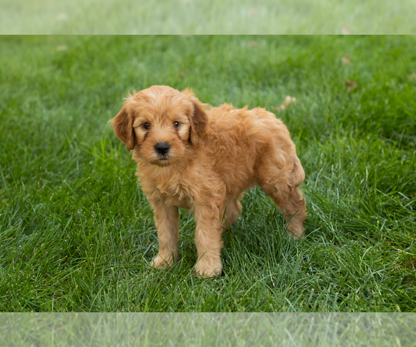 Medium Photo #17 Goldendoodle-Poodle (Miniature) Mix Puppy For Sale in NAPPANEE, IN, USA