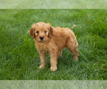 Small #16 Goldendoodle-Poodle (Miniature) Mix