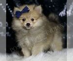 Puppy Cricket AKC Pomeranian