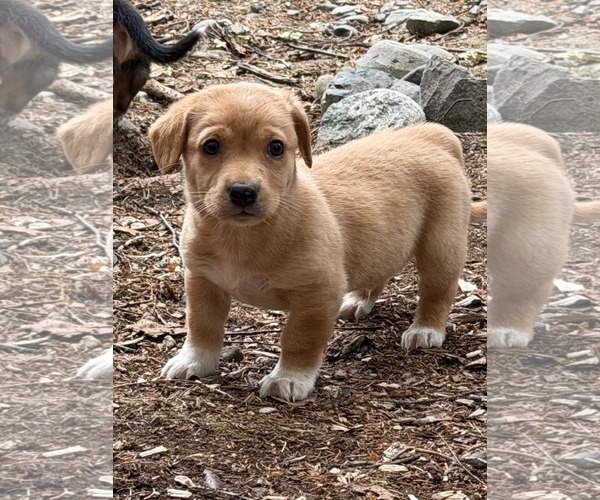 Medium Photo #3 Dachshund-Unknown Mix Puppy For Sale in Anchorage, AK, USA