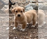 Small #2 Dachshund Mix