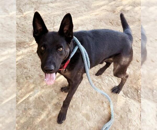 Medium Photo #3 German Shepherd Dog-Unknown Mix Puppy For Sale in Sacramento, CA, USA
