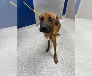 Boxer-Unknown Mix Dogs for adoption in Pasadena, TX, USA