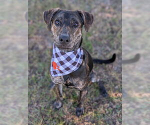 German Pinscher Dogs for adoption in Oakhurst, NJ, USA