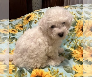 Bichon Frise Puppy for sale in JACKSONVILLE, TX, USA