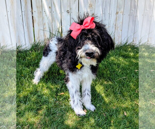 Medium Photo #2 Poodle (Standard)-Unknown Mix Puppy For Sale in Sandy, UT, USA