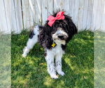 Small #1 Poodle (Standard) Mix