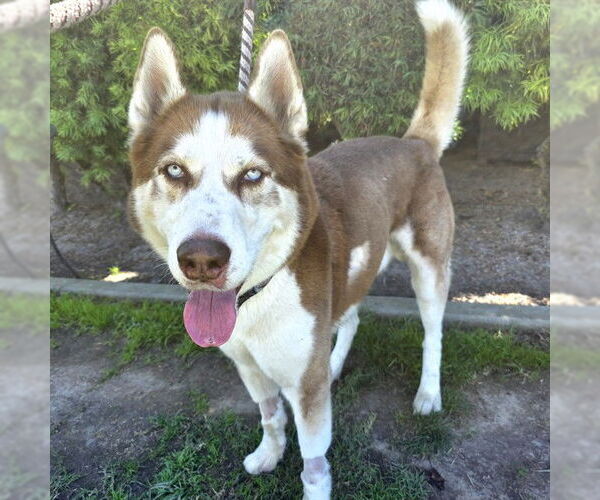 Medium Photo #1 Siberian Husky Puppy For Sale in Long Beach, CA, USA