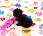 Nugget - Female Cockapoo (Toy)-Poodle (Toy) Mix Puppy for Sale - Photo #8