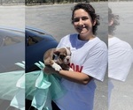 Small #1 French Bulldog