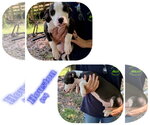 Small American Pit Bull Terrier Mix