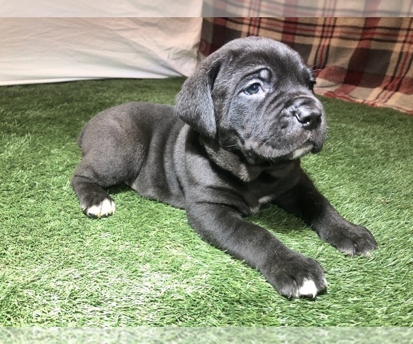 Medium Photo #3 Cane Corso Puppy For Sale in NARVON, PA, USA