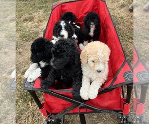 Aussiedoodle-Poodle (Standard) Mix Puppy for sale in LUDLOW, MO, USA