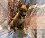 Small Photo #10 Shiba Inu Puppy For Sale in NEW YORK, NY, USA