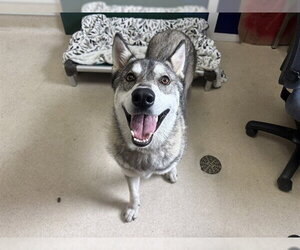 Siberian Husky Dogs for adoption in McKinleyville, CA, USA