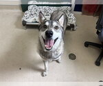 Small Siberian Husky