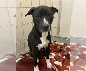 American Pit Bull Terrier-Unknown Mix Dogs for adoption in Corpus Christi, TX, USA