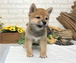 Small Photo #7 Shiba Inu Puppy For Sale in SACRAMENTO, CA, USA