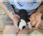 Small Photo #4 Australian Shepherd Puppy For Sale in BATTLE CREEK, MI, USA