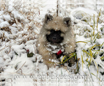Small Photo #46 Keeshond Puppy For Sale in FAYETTEVILLE, TN, USA