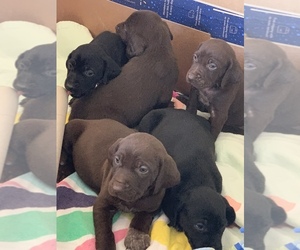 German Shorthaired Pointer Puppy for sale in LOUISBURG, KS, USA