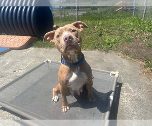 Mutt Dogs for adoption in McKinleyville, CA, USA