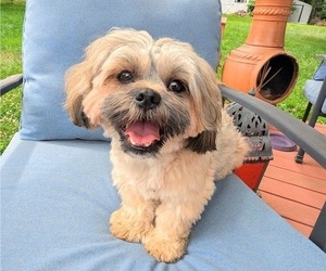 Shih Tzu Puppy for sale in WASHINGTON, NJ, USA