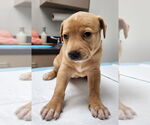 Small #2 Mutt