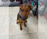 Small #6 Doberman Pinscher-German Shepherd Dog Mix