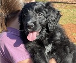 Small Photo #6 Bernedoodle Puppy For Sale in ADVANCE, NC, USA