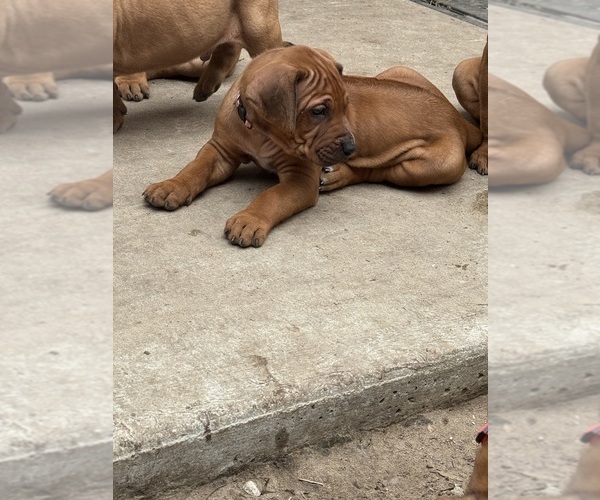 Medium Photo #7 Rhodesian Ridgeback Puppy For Sale in LEHIGH ACRES, FL, USA