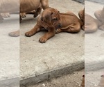 Small #6 Rhodesian Ridgeback