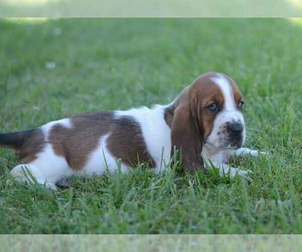 Medium Photo #17 Basset Hound Puppy For Sale in ORRVILLE, OH, USA