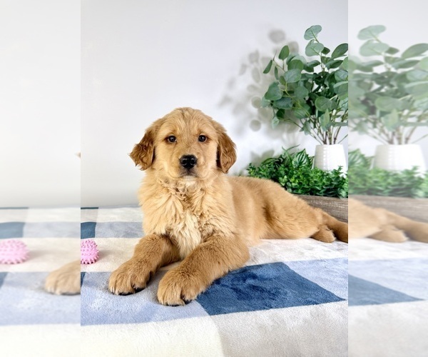 Medium Photo #3 Golden Retriever Puppy For Sale in GREENFIELD, IN, USA