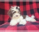 Small #8 ShihPoo