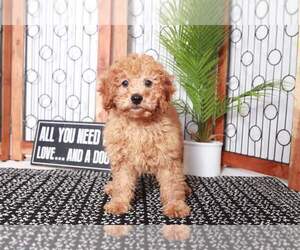 Goldendoodle (Miniature) Puppy for sale in NAPLES, FL, USA