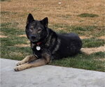 Small #1 German Shepherd Dog Mix