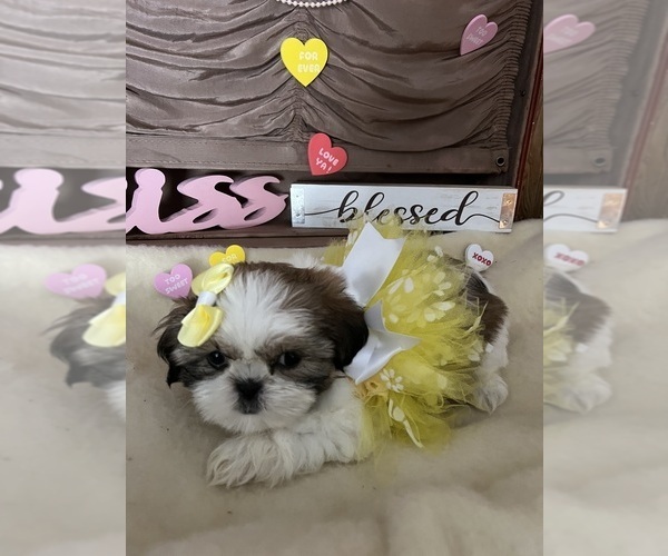 Medium Photo #1 Shih Tzu Puppy For Sale in HIBBING, MN, USA